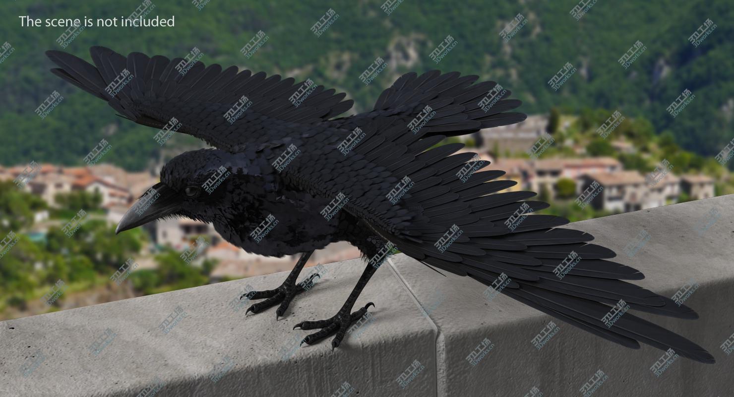 images/goods_img/2021040163/Common Raven Rigged for Cinema 4D 3D model/4.jpg